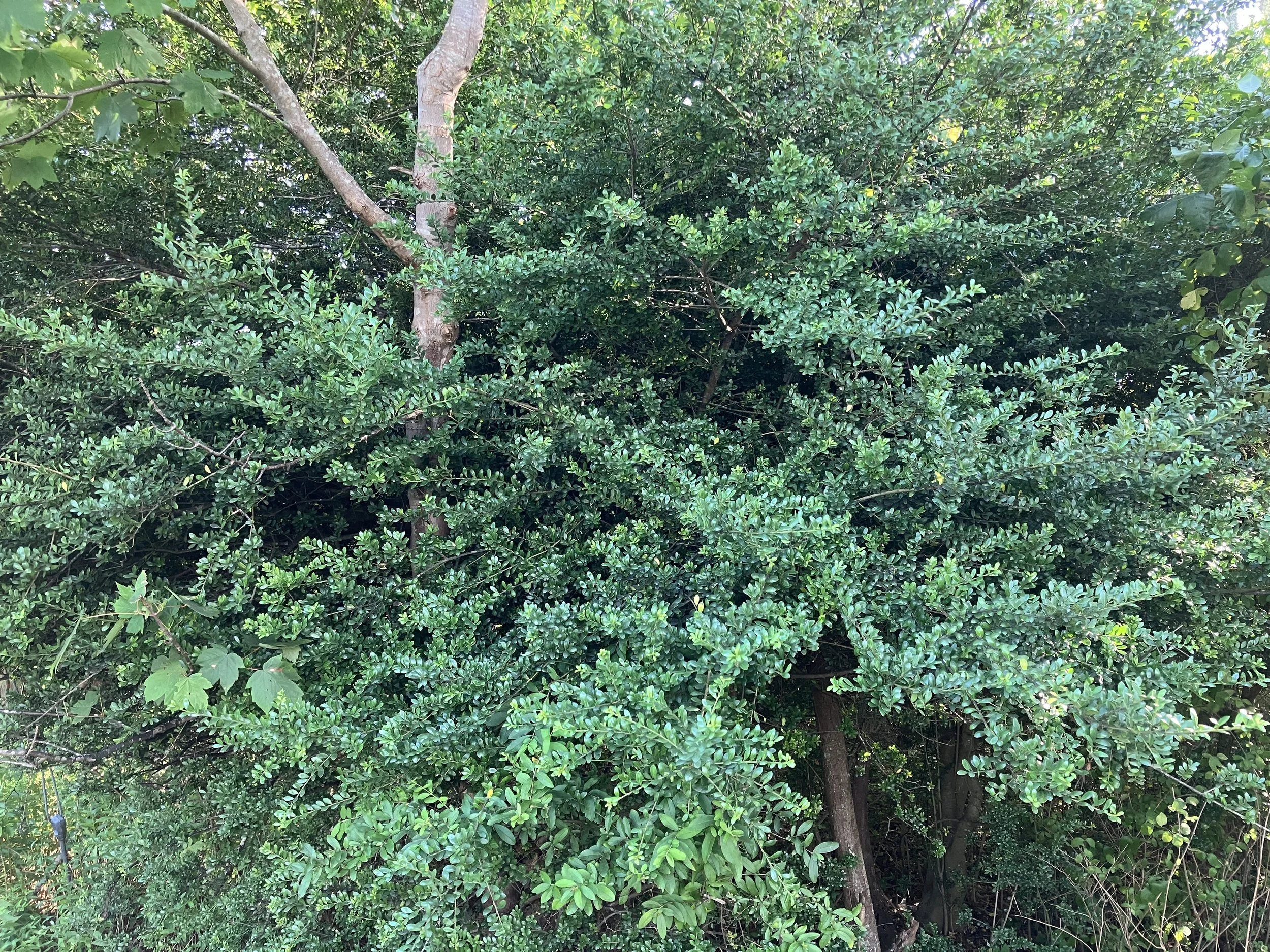 hollybay Helleri Japanese Holly – Plant Detectives